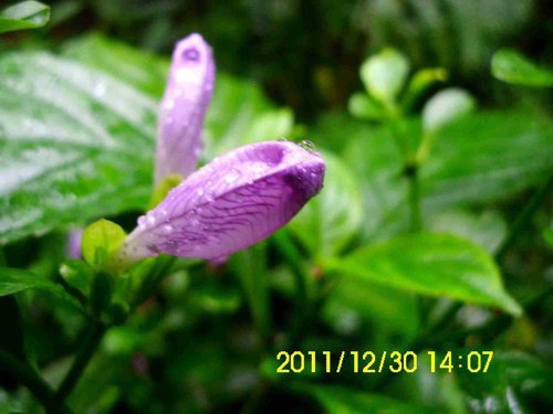 馬藍與藍染 處處禪機 痞客邦 馬藍與藍染 處處禪機 痞客邦
