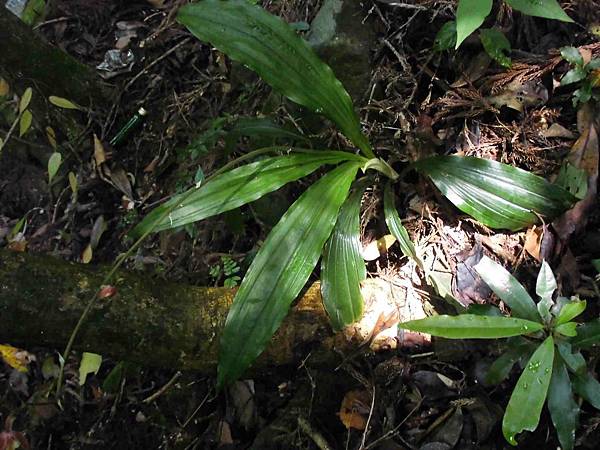 纖花根節蘭(蘭科根節蘭屬)植株.20140421