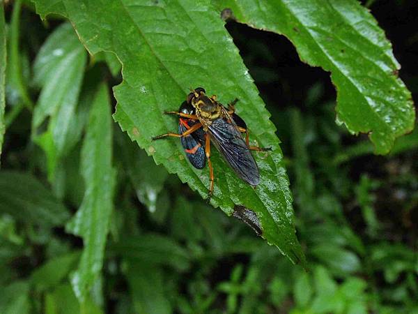 中興路食蟲虻捕食紅紋沫蟬.20140608-3.JPG