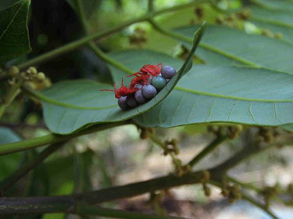 狗慇勤古道龍眼葉背荔枝椿象初齡若蟲.20140417-5.JPG