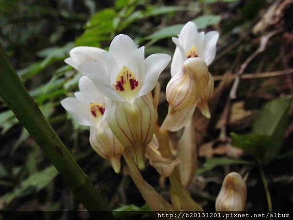 一葉罈花蘭(蘭科罈花蘭,延齡鍾馗蘭屬).20140419-5.JPG