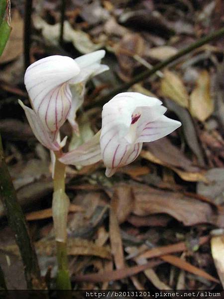 一葉罈花蘭(蘭科罈花蘭.延齡鍾馗蘭屬).20140430-4.JPG