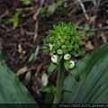 白鶴蘭(蘭科根節蘭屬)花苞.20140617.JPG