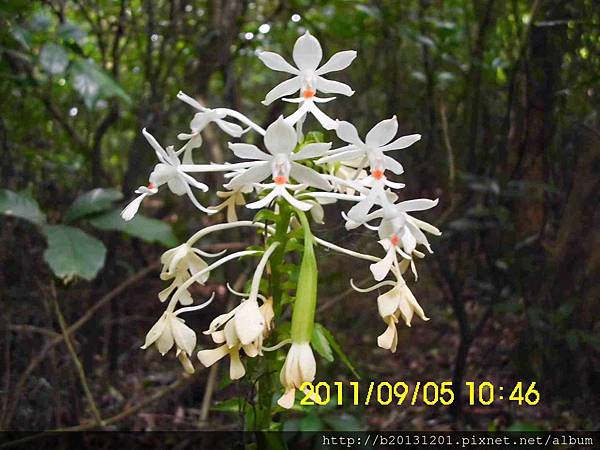 白鶴蘭(蘭科根節蘭屬)花與蒴果.20110905-2.JPG