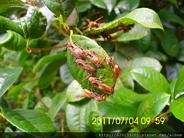 草山行館雙斑長腳蜂巢毀.20110704