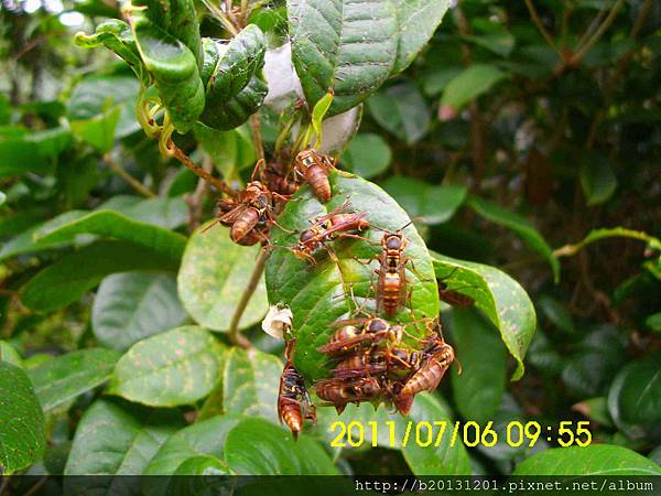 草山行館雙斑長腳蜂巢毀仍戀巢-2.20110706