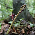 紅花羊耳蒜(蘭科羊耳蘭屬).20140607-5.JPG