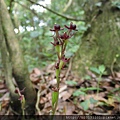 紅花羊耳蒜(蘭科羊耳蘭屬).20140628-2.JPG