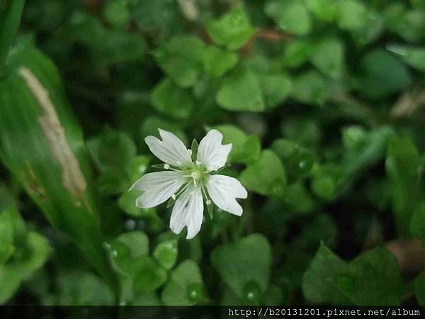 阿里山繁縷(石竹科繁縷屬)盛開.20120413-2.jpg