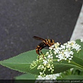 陽金公路裂翅蚜蠅(食蚜蠅科小蚜蠅屬)訪冇骨消花.20140711-8.jpg