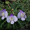 竹子湖佛氏通泉草(玄參科通泉草屬)盛開.20130116-4.jpg