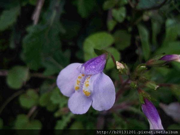 竹子湖佛氏通泉草(玄參科通泉草屬)盛開.20130116.jpg