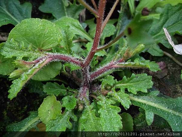 竹子湖佛氏通泉草(玄參科通泉草屬)植株.20130116.jpg