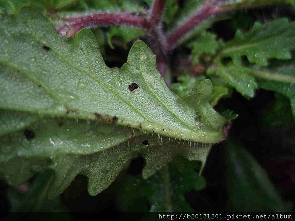 竹子湖佛氏通泉草(玄參科通泉草屬)葉形.20130116.jpg