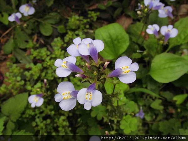 坪林魚蕨步道佛氏通泉草(玄參科通泉草屬)盛開.20140326.JPG