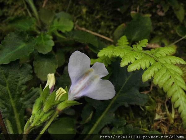 陽金公路佛氏通泉草(玄參科通泉草屬)花背.20140328.JPG