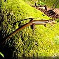 陽明公園印度蜓蜥(石龍子科)-2.20110724.JPG