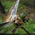 陽明公園大綠目天蠶蛾.20140113-11.JPG