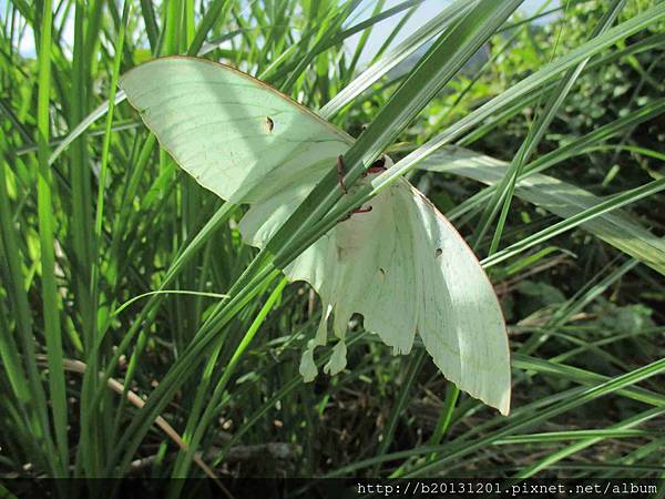 竹子湖長尾水青蛾.20140820-5.JPG