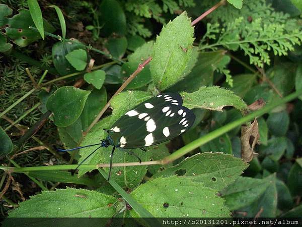 竹子湖蓬萊茶斑蛾(綠色型).20130721.jpg