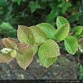 陽投公路北投段灰木(灰木科灰木屬)新葉.20120604.jpg