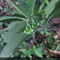 二子坪毛藥花花苞.20140807-2.JPG