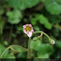 巴拉卡公路虎耳草(虎耳草科虎耳草屬)花苞.20120422.jpg