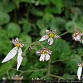 巴拉卡公路虎耳草(虎耳草科虎耳草屬)盛開.20120429.jpg