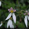 巴拉卡公路虎耳草(虎耳草科虎耳草屬)盛開.20120506-3.jpg