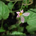 巴拉卡公路虎耳草(虎耳草科虎耳草屬)開花.20120422.jpg