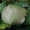 巴拉卡公路虎耳草(虎耳草科虎耳草屬)葉背.20130509.jpg