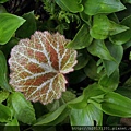 竹子湖虎耳草(虎耳草科虎耳草屬)新葉.20140314.JPG