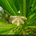 關渡宮草海桐(草海桐屬科草海桐屬)開花.20130630-2.JPG