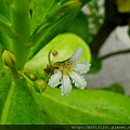 關渡宮草海桐(草海桐屬科草海桐屬)開花.20130630-7.JPG