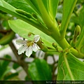 關渡宮草海桐(草海桐屬科草海桐屬)開花.20130630-5.JPG