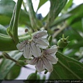 關渡宮草海桐(草海桐屬科草海桐屬)開花.20130630-10.jpg