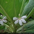 關渡宮草海桐(草海桐屬科草海桐屬)開花.20130630-12.jpg