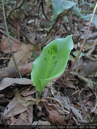 心葉羊耳蒜(蘭科羊耳蘭屬)花苞.20141021-3.JPG