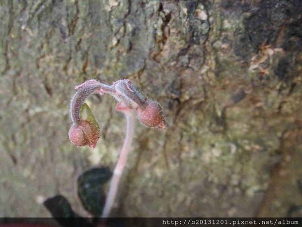 台灣金線蓮(蘭科金線蓮屬)花苞.20141029.JPG