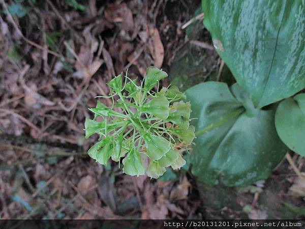 菜公坑山心葉羊耳蒜(蘭科羊耳蘭屬)盛開.20141130.JPG