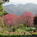 中正山步道山櫻(薔薇科梅屬).20150202-6.JPG