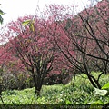 中正山步道山櫻(薔薇科梅屬).20150202-9.JPG