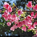 中正山步道寒櫻(薔薇科梅屬).20150202-2.JPG