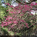 中正山步道舊地藏庵山櫻.20150202-3.JPG