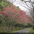 中正山產道山櫻(薔薇科梅屬).20150202-5.JPG