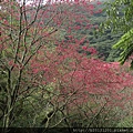 中正山產道山櫻(薔薇科梅屬).20150202-8.JPG