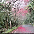 中正山產道山櫻(薔薇科梅屬).20150202-10.JPG