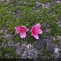 竹子湖緋寒櫻(竹子湖種)落花.20150223-2.JPG