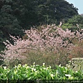 竹子湖下湖吉野櫻與海芋.20150303-2.JPG