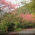 竹子湖中正山產道櫻花.20150303-35.JPG